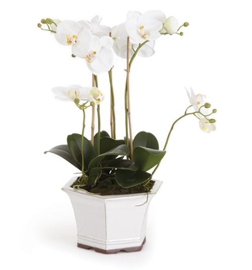 Barclay Butera Phalaenopsis in Pot 18.5"