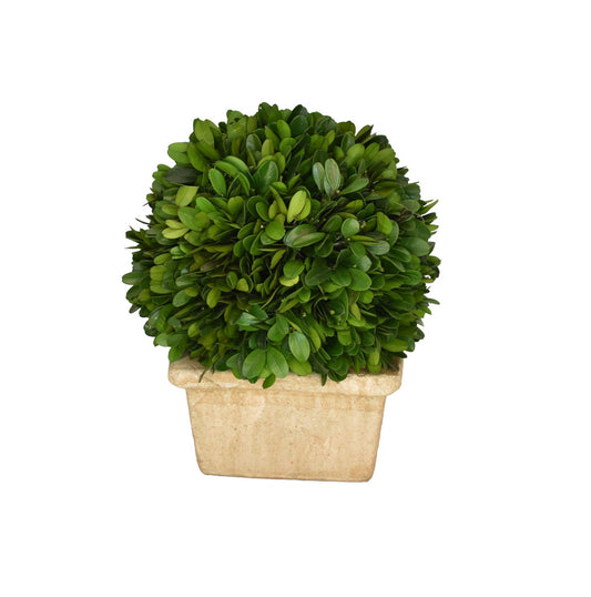 Boxwood Ball in 8" Square Pot