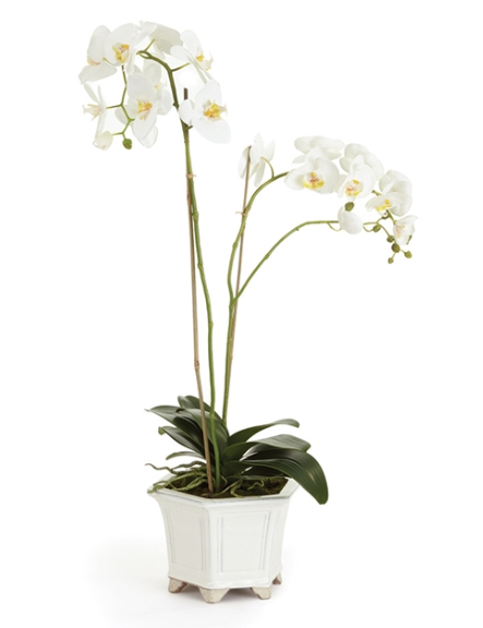 Phalaenopsis Orchid in Ceramic Pot 31"