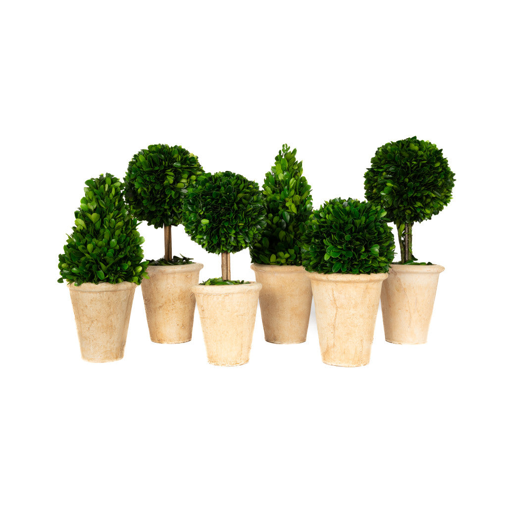 Boxwood in Pot, Cone Topiary